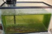 How to Get groene algen van aquariumglas