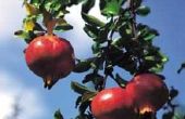 Hoe te planten van granaatappel bomen