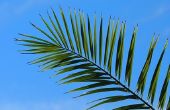Gebruik van palmbladeren
