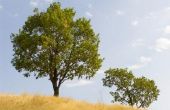 Hoe te identificeren van moer bomen