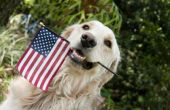 Patriottische namen voor huisdieren