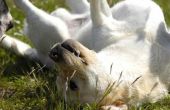 Waarom honden hun muilkorf wrijf na het eten
