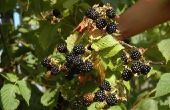 How to Blackberry bladeren droog voor thee