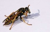 Dodelijke soorten wespen
