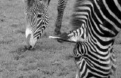 How to Take Care van een Zebra