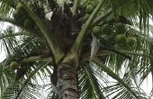 Wat Is de gemiddelde grootte van een kokosnoot Palm Tree?