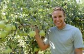 How to Plant sier Pear bomen