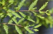 Hoe om te groeien van een kale Cypress Tree uit zaad
