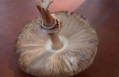 How to Grow Mushrooms met behulp van een paddestoel groeien & Spawn Bag