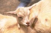 How to Take Care van een geitenkaas uiers wanneer ze zijn gezwollen