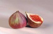 Hoe een Fig zaad ontkiemen