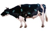 Fiscale aftrek voor vee