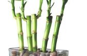 How to Plant Lucky Bamboo in de bodem