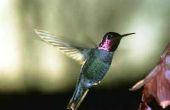 Wat voor soort kolibries in de staat Washington wonen?