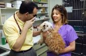 Low-Cost Puppy vaccinaties in Texas