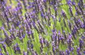 De zorg instructies voor een lavendel Plant