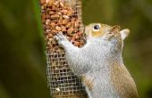 Hoe eekhoorn Proof een vogel Feeder met PVC pijp