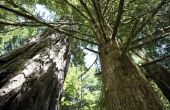 Kan zoutwater Kill Redwood bomen?