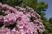 Hoe zwaar kan je terug een Rhododendron knippen?