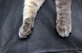 Hoe te repareren van kat krassen op lederen meubels