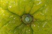 How to Grow Kaffir Limes uit zaad