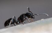 How to Get Rid van mieren natuurlijk