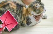 How to Get Rid van vlooien van katten met een natuurlijke Home Remedy