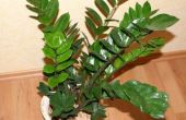 How to Save een Plant-Zamioculcas