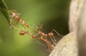 Zelfgemaakte Ant & Roach Killer