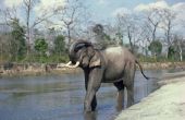 Gedrags aanpassingen van Aziatische olifanten