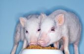 Hoe te voeden dikke buik varkens