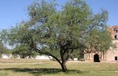 Wat Is een Mesquite boom?