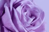 Wat Is het verschil tussen gewone lavendel rozen en Sterling rozen?