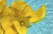 Hoe maak je een zwevende zwembad bloemstuk