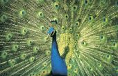 Kenmerken van een vogel Peacock