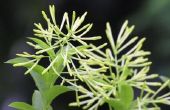 Jasmijn nacht-bloeiende Plant verzorging