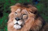 Hoe teken je een Lion's Head