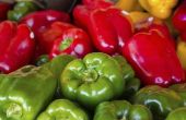 Wat Is het verschil tussen de groene, rode, gele & oranje paprika?