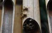 Hoe af te weren van de wespen van hout