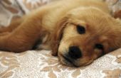 Symptomen van Tea Tree olie in een hond vergiftiging