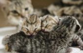 How to Take Care van een 4-weken oude Kitten