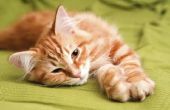 Symptomen van intestinale haarballen kat
