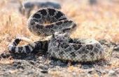 Het verschil tussen Gopher slangen & ratelslangen