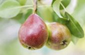 Soorten Europese Pear bomen