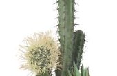 Cactus Plant typen
