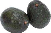 Het behouden van avocado 's