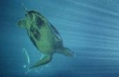 Hoe lang kunnen huisdier schildpadden onderwater blijven?