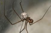 Hoe maak je natuurlijke Spider ongediertebestrijding