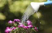 Welke temperatuur Water moet wanneer het Bewateren van planten?