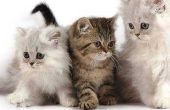 Cat Scratch Fever: Tekenen & symptomen